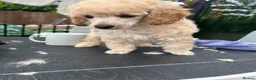 Miniature Poodle dogs for sale: KC registered miniature poodles  - Advert 7