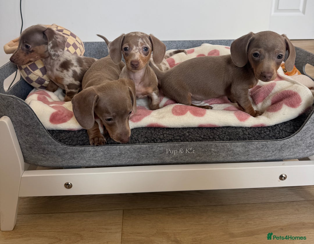 Miniature Dachshund dogs for sale: Miniature dachshunds for sale  - Image 7