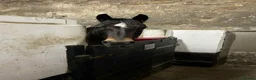 Welsh Section D horses for sale: Section D mare  - Advert 7