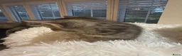 Mixed Breed cats for sale: Beautiful kittens looking for forever homes - Advert 30