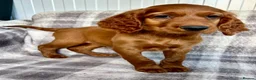 Irish Setter dogs for sale: Out standing litter of Irish setter puppies  - Advert 8