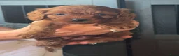 Cavapoo dogs for sale: F1 cavapoos ready to reserve - Advert 1