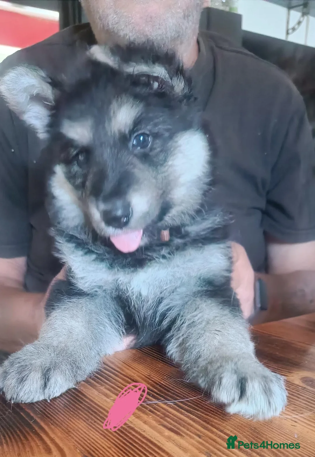 German Shepherd dogs for sale: One girl German shepherd  - Advert 6