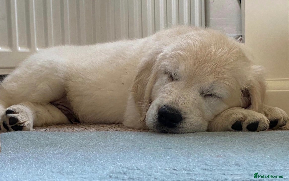 Golden Retriever dogs price now £1800 each fully vaccinated  - Advert 1