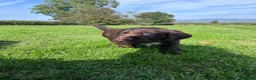 Sprocker dogs for sale: Sprocker Puppies - 4th generation.  - Advert 13