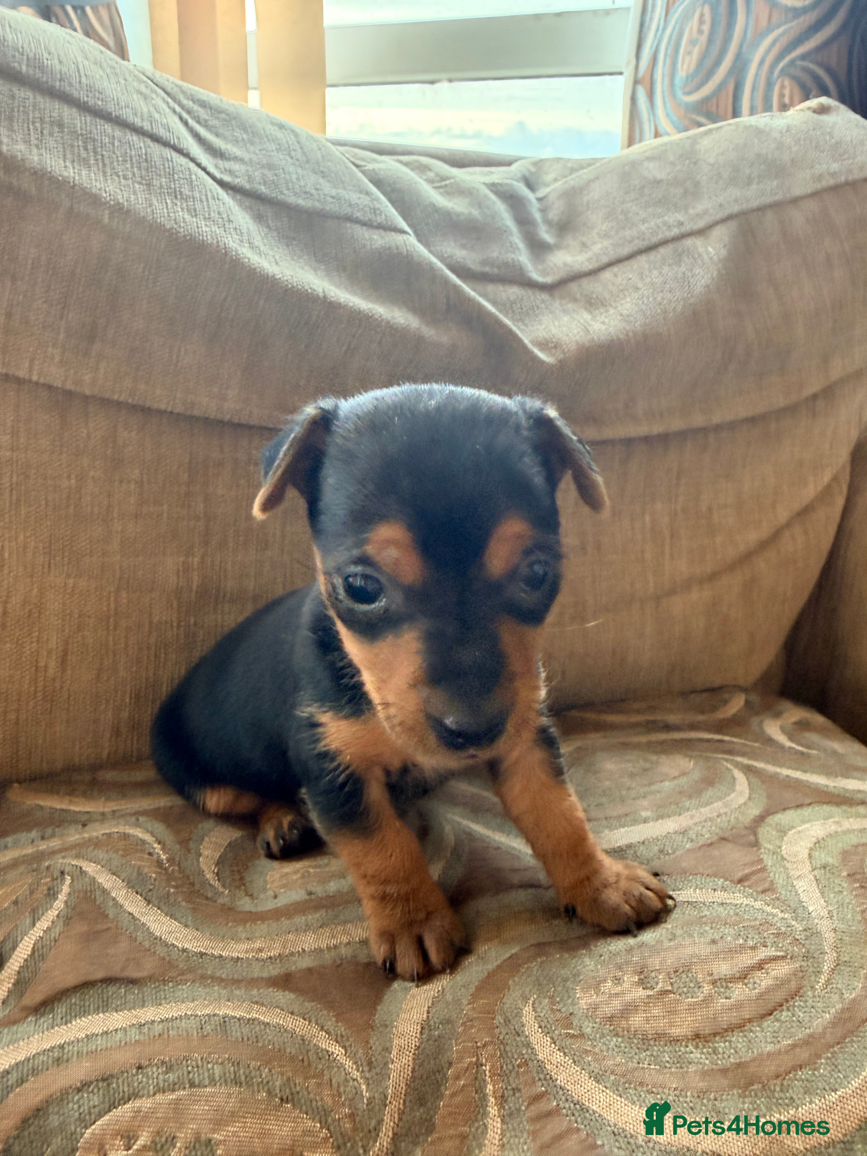 Jack Russell dogs Stunning Jack Russell pups  - Advert 2