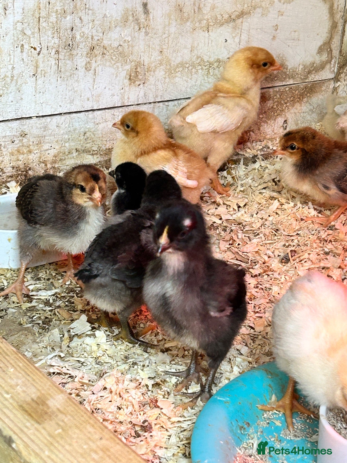 Chickens poultry Chicks, Pekin Bantams, Olive Eggers - Advert 1
