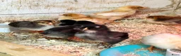 Chickens poultry for sale: Chicks, Pekin Bantams, Serama, Olive Eggers - Advert 4
