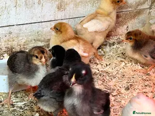 Chickens poultry Chicks, Pekin Bantams, Olive Eggers - Advert 1