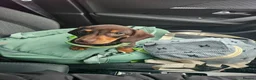 Dachshund dogs for sale: Female chocolate dachshund for sale - Advert 6