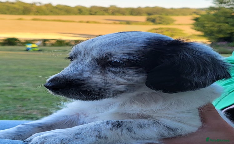 Mixed Breed dogs - Advert 14
