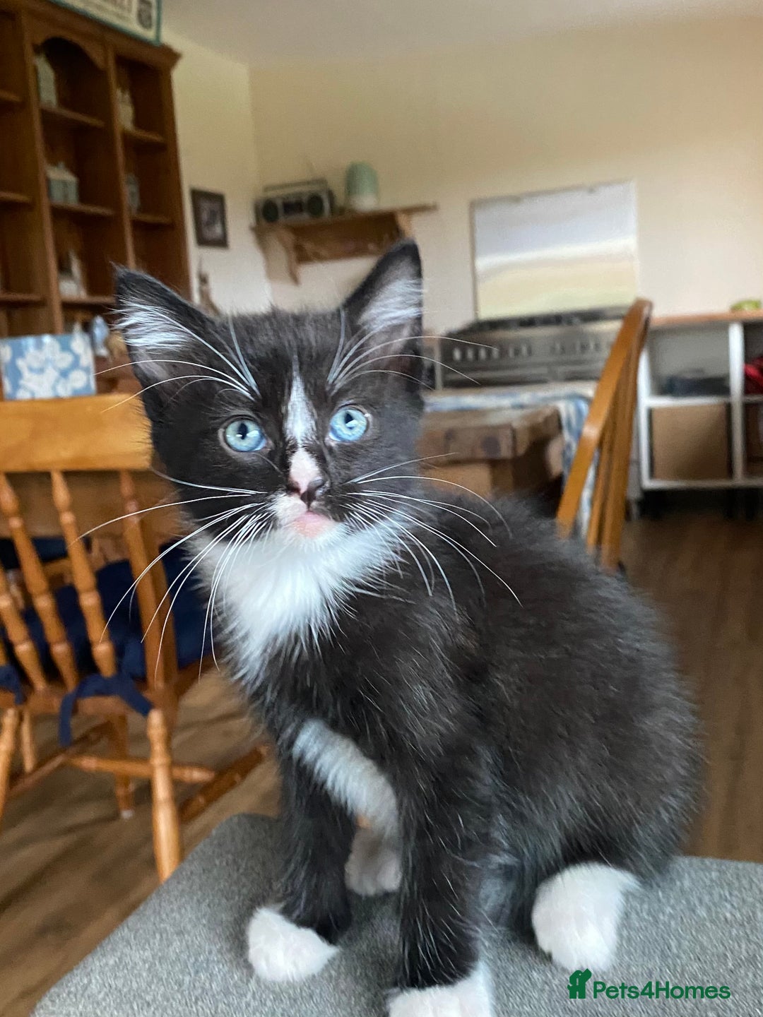 Ragdoll cats for sale: Rag doll cross kittens for sale - Advert 4