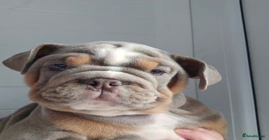 English Bulldog dogs - Advert 6