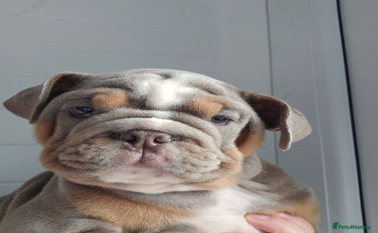 English Bulldog dogs - Advert 1