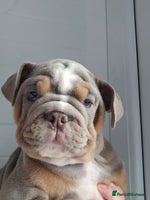 English Bulldog dogs - Advert 6