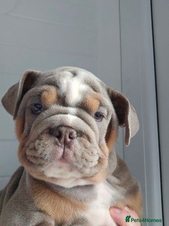 English Bulldog dogs - Advert 1