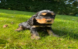 Cocker Spaniel dogs for sale: BEAUTIFUL KC SHOW TYPE COCKER SPANIELS  - Image 11