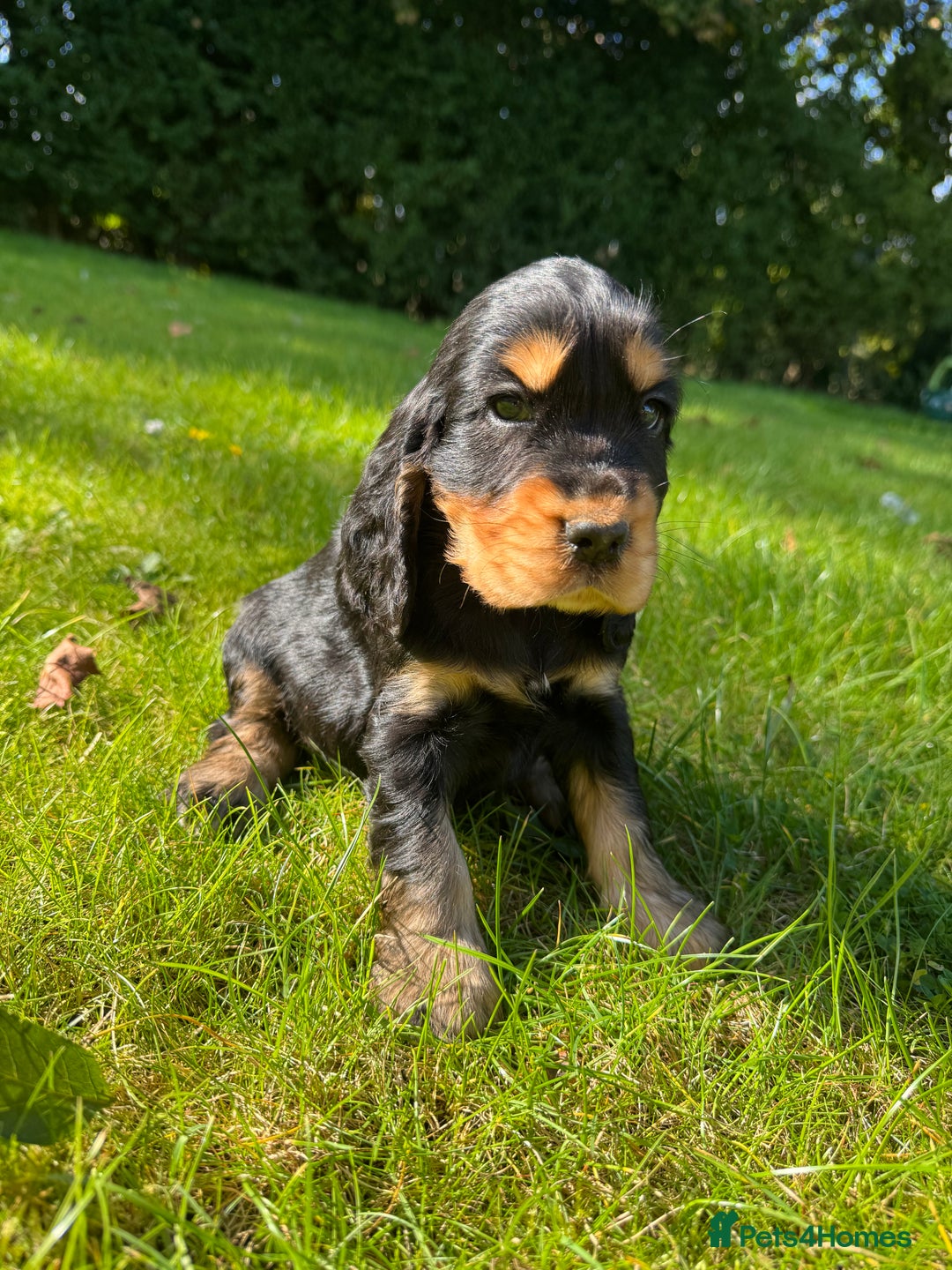 Cocker Spaniel dogs for sale: BEAUTIFUL KC SHOW TYPE COCKER SPANIELS  - Image 11