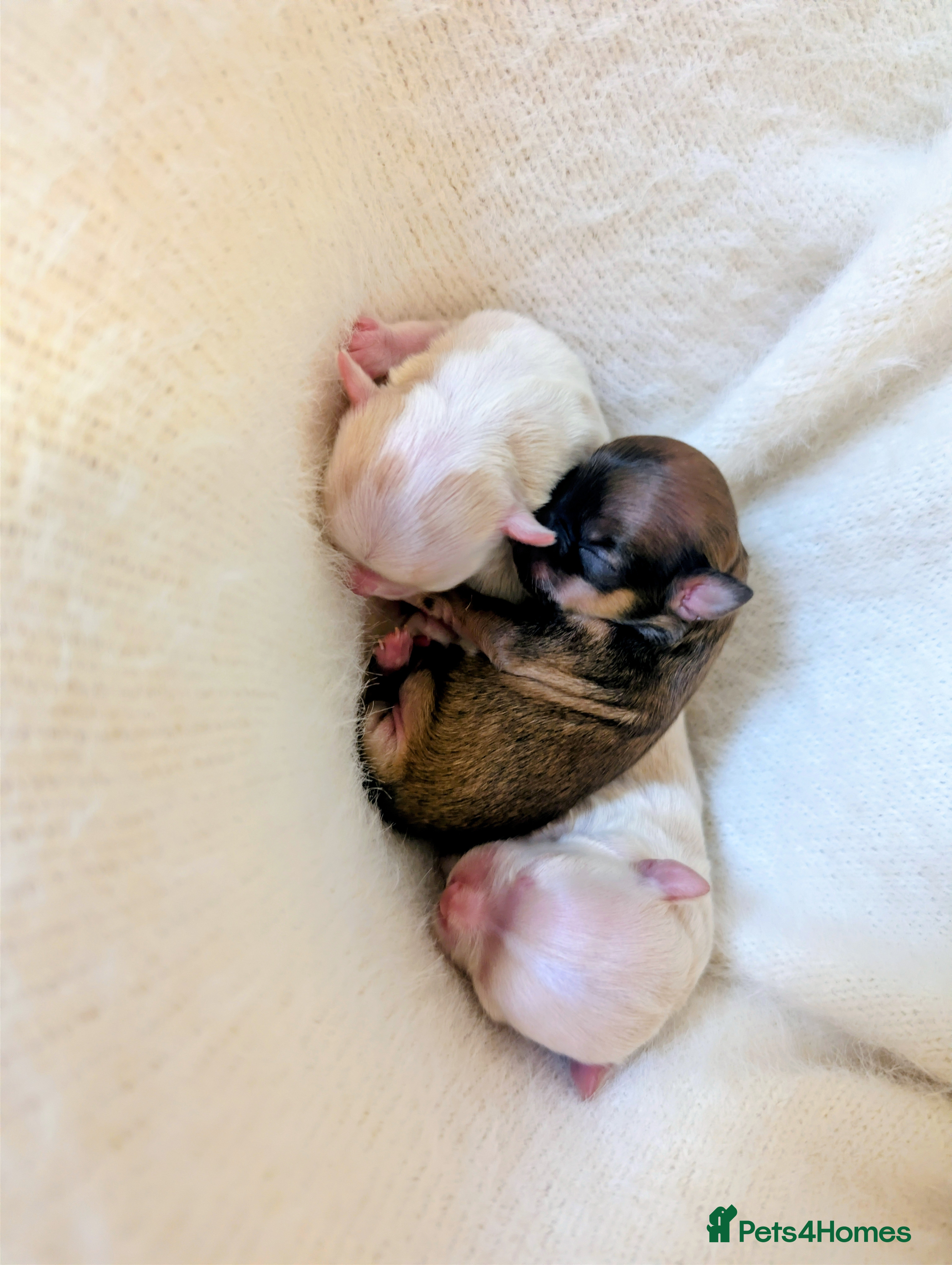 Chihuahua dogs  3 ABSOLUTELY GORGEOUS CHIHUAHUA PUPPIES FOR SALE - Advert 1