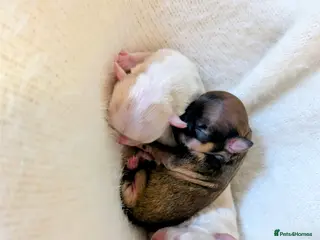 Chihuahua dogs 3 ABSOLUTELY GORGEOUS CHIHUAHUA PUPPIES FOR SALE - Advert 1