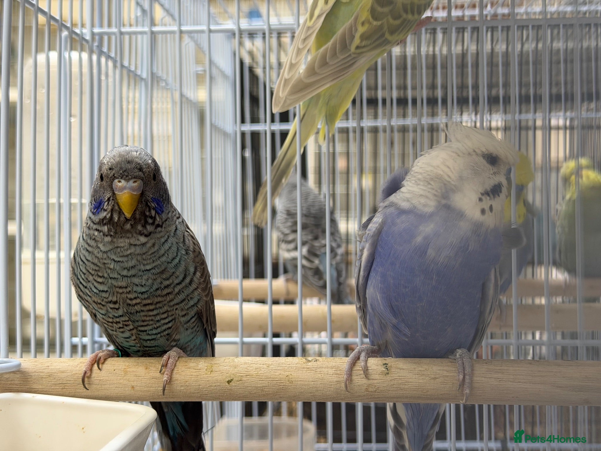 Budgerigars birds BFBW budgies and other mutations  - Advert 20