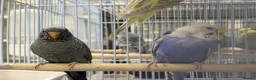 Budgerigars birds for sale: BFBW budgies and other mutations  - Advert 2