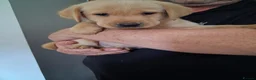 Labrador Retriever dogs for sale: Fox red and yellow labrador puppies - Advert 7