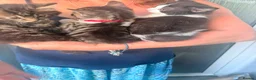 Mixed Breed cats for sale: MAINE COONE, BENGAL, CROSS BREED in Christchurch - Advert 4