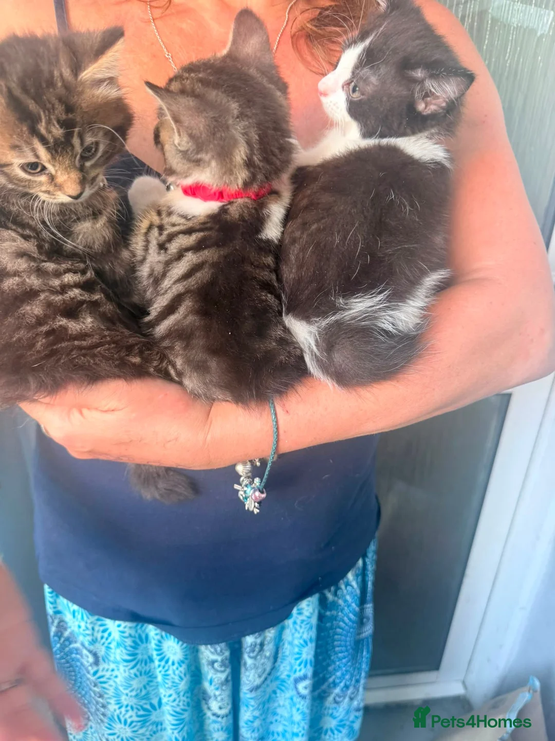 Mixed Breed cats for sale: MAINE COONE, BENGAL, CROSS BREED in Christchurch - Advert 4