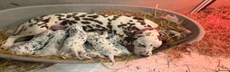 Dalmatian dogs for sale: The most beautiful beautiful Dalmatian puppies  - Advert 24