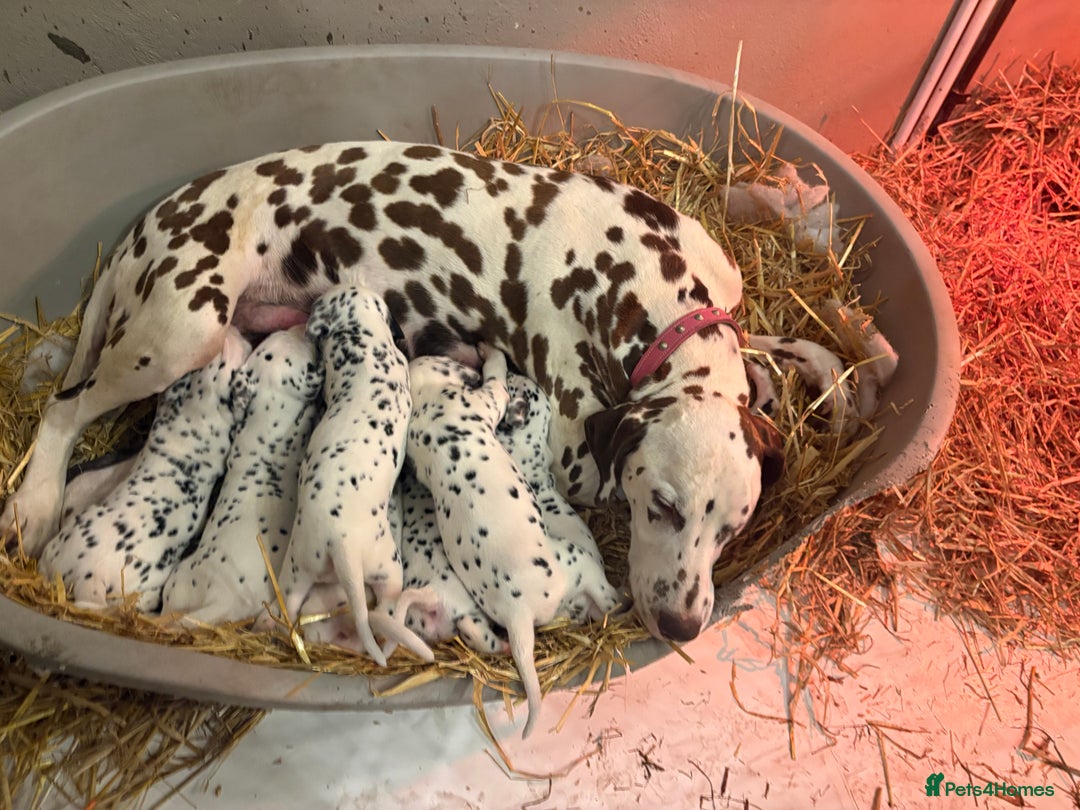 Dalmatian dogs for sale: The most beautiful beautiful Dalmatian puppies  - Advert 24