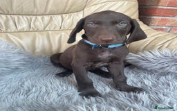 Mixed Breed dogs for sale: Stunning boys and girls available  - Image 6