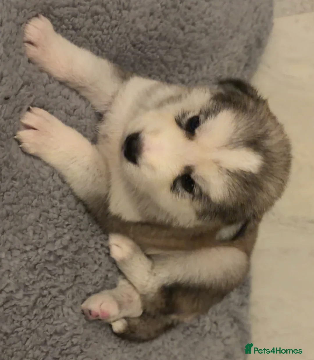 Shepsky dogs for sale: Northern innuit puppies - Advert 30