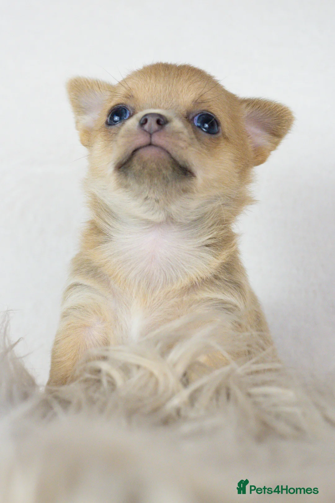 Chihuahua dogs for sale: Short- haired Chihuahua girls - Advert 2