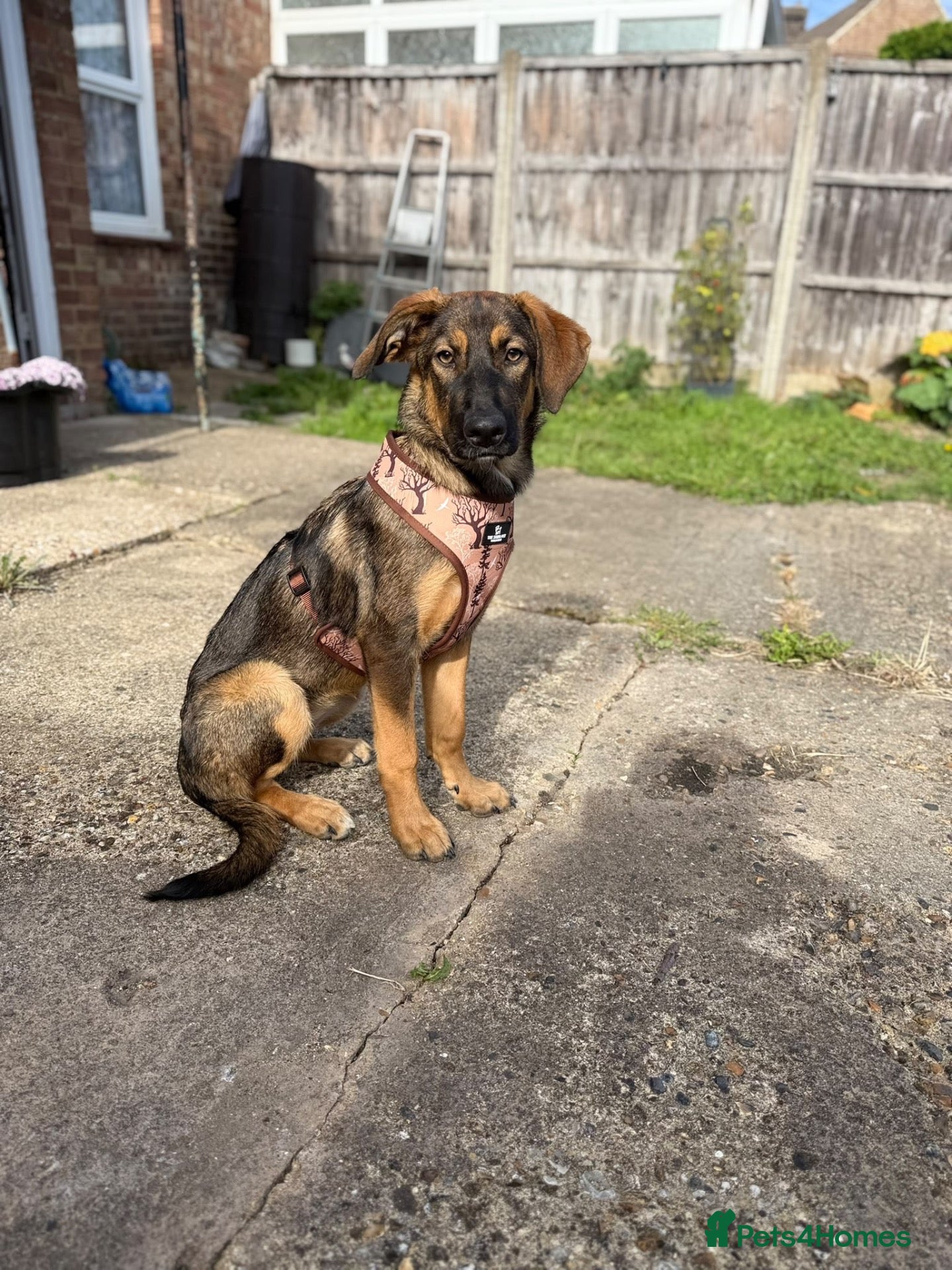 Mixed Breed dogs Elodie 🩷 - Advert 1
