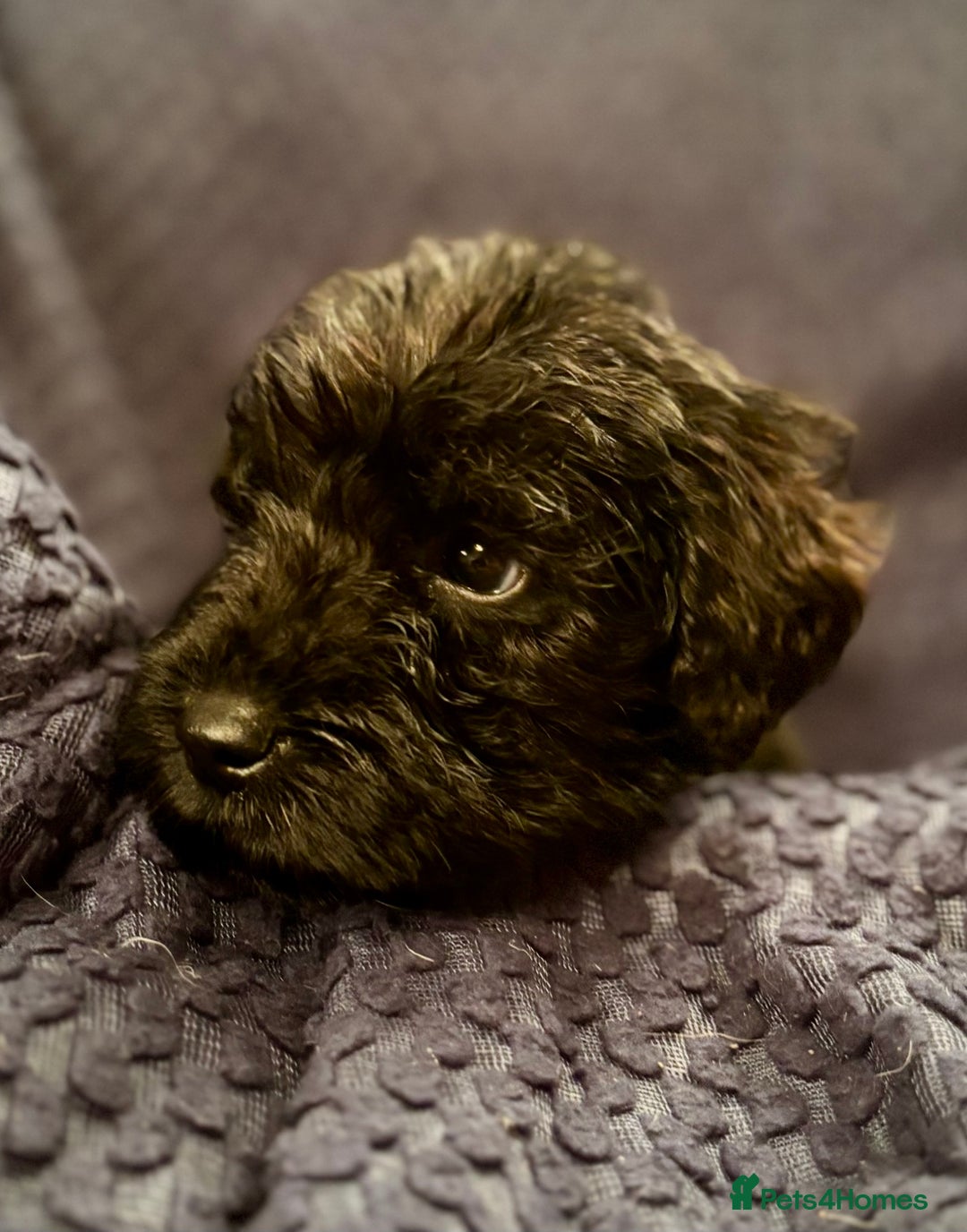Mixed Breed dogs for sale: 5 X Rare BLUE CockerBlue’s  - Image 7