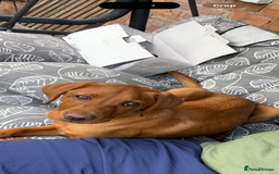 Labrador Retriever dogs for sale: Red fox golden retriever - Image 5