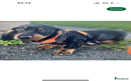 Dachshund dogs for sale: lovely dachshund male for sale  - Image 2