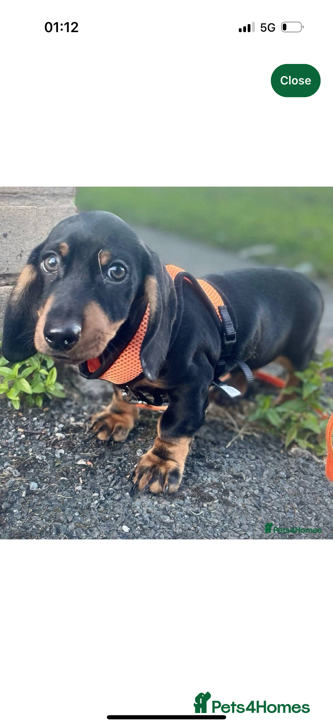 Dachshund dogs for sale: lovely dachshund male for sale  - Image 2