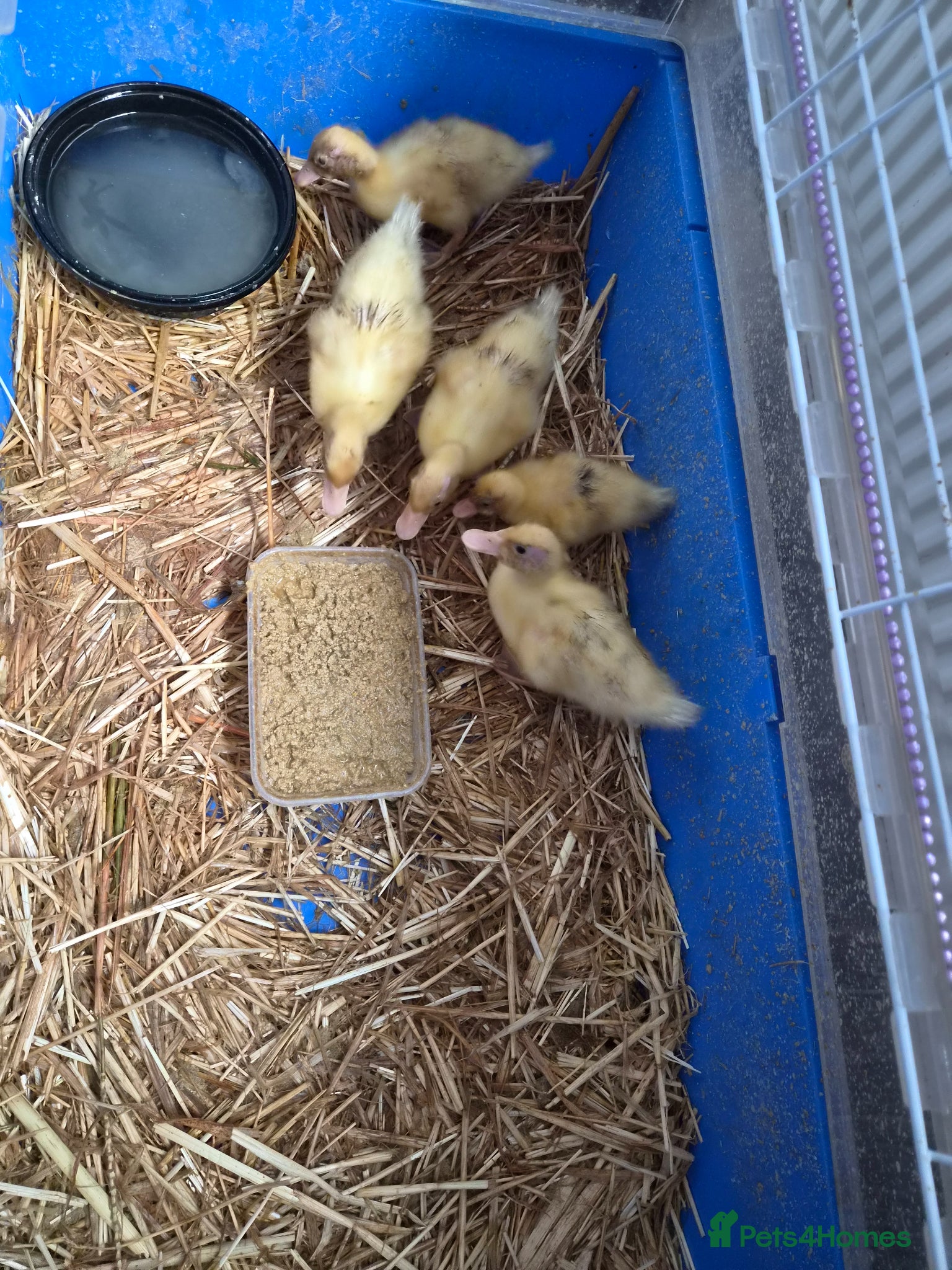Ducks poultry for sale: 5 call ducklings for sale £30 each  in Manchester - Advert 10