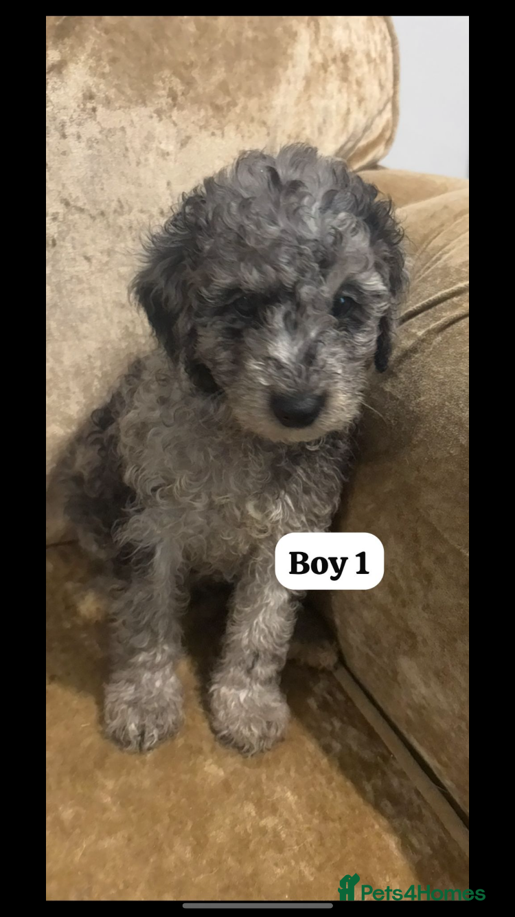 Miniature Poodle dogs Poodle puppies  - Advert 1