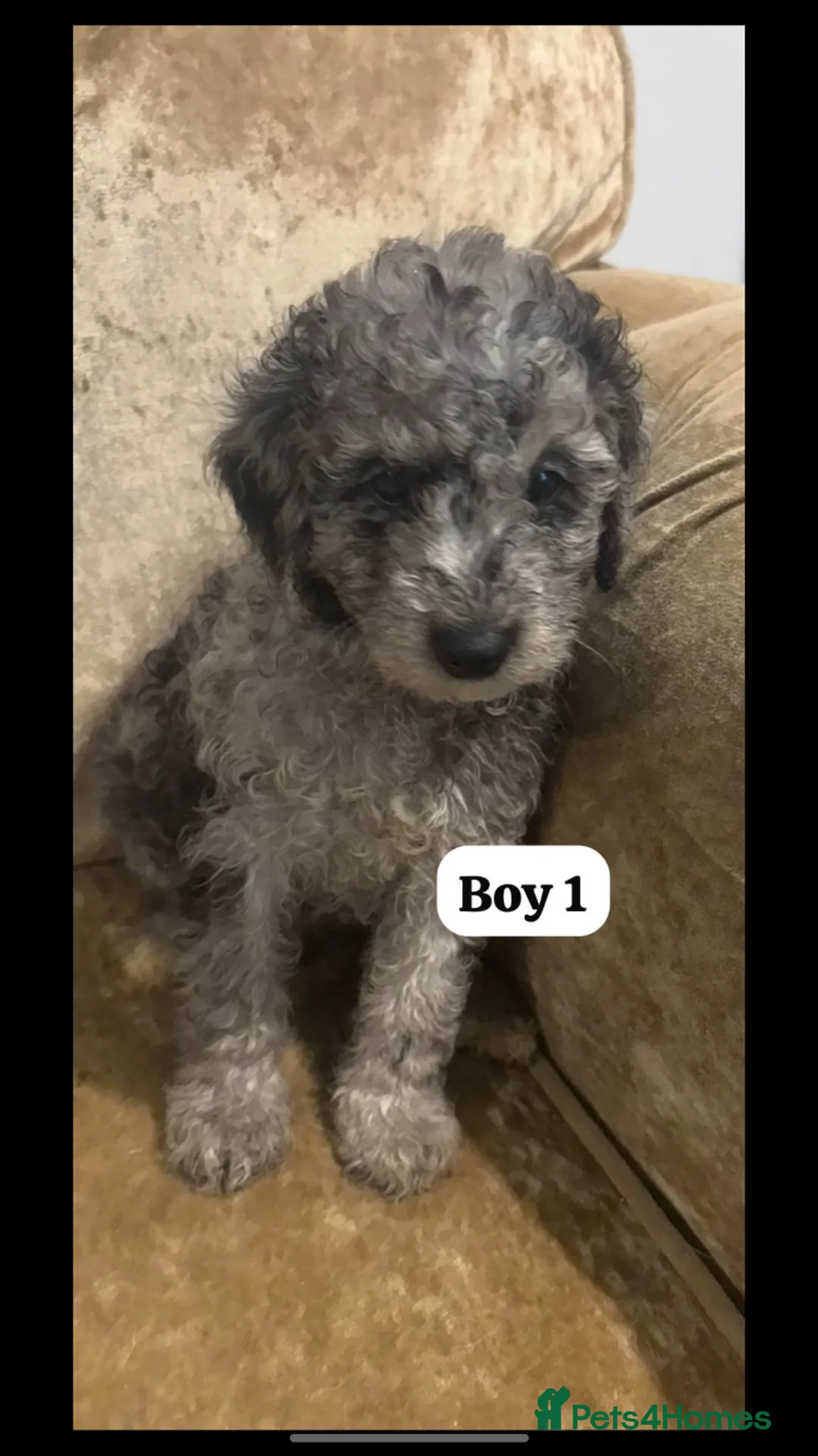 Miniature Poodle dogs for sale: Poodle puppies  - Advert 2