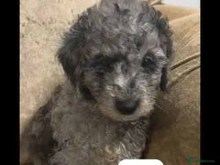 Miniature Poodle dogs Poodle puppies - Advert 1