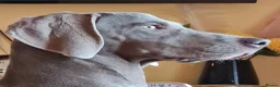 Weimaraner dogs for sale: Weimaraner KC REGISTERED 1yr Girl.  - Advert 1