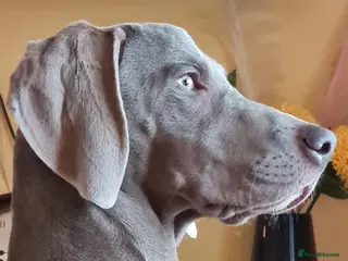 Weimaraner dogs Weimaraner KC REGISTERED 1yr Girl. - Advert 1