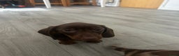 Dachshund dogs for sale: Dachshund puppy - Advert 5