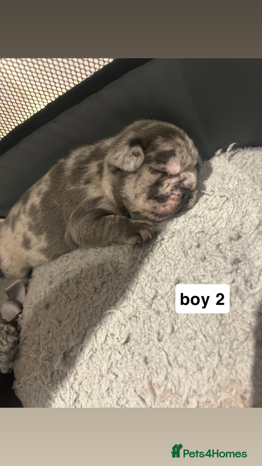 French Bulldog dogs for sale: gorgeous frenchie pups available 🥰 - Advert 4