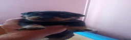 Rottweiler dogs for sale: Rottweiler puppies  - Advert 21