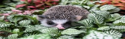 Pygmy Hedgehog rodents for sale: Male Split Face African Pygmy Hedgehog - Advert 1