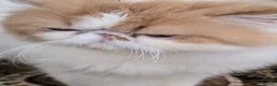 Persian cats for sale: Pedigree Persian CFA Champion Male For Loving Home - Advert 4